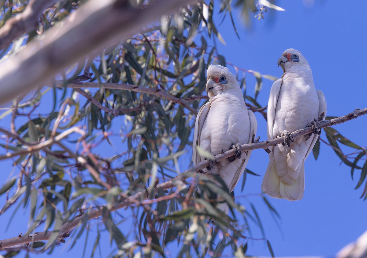 Western Corella - ML638118624