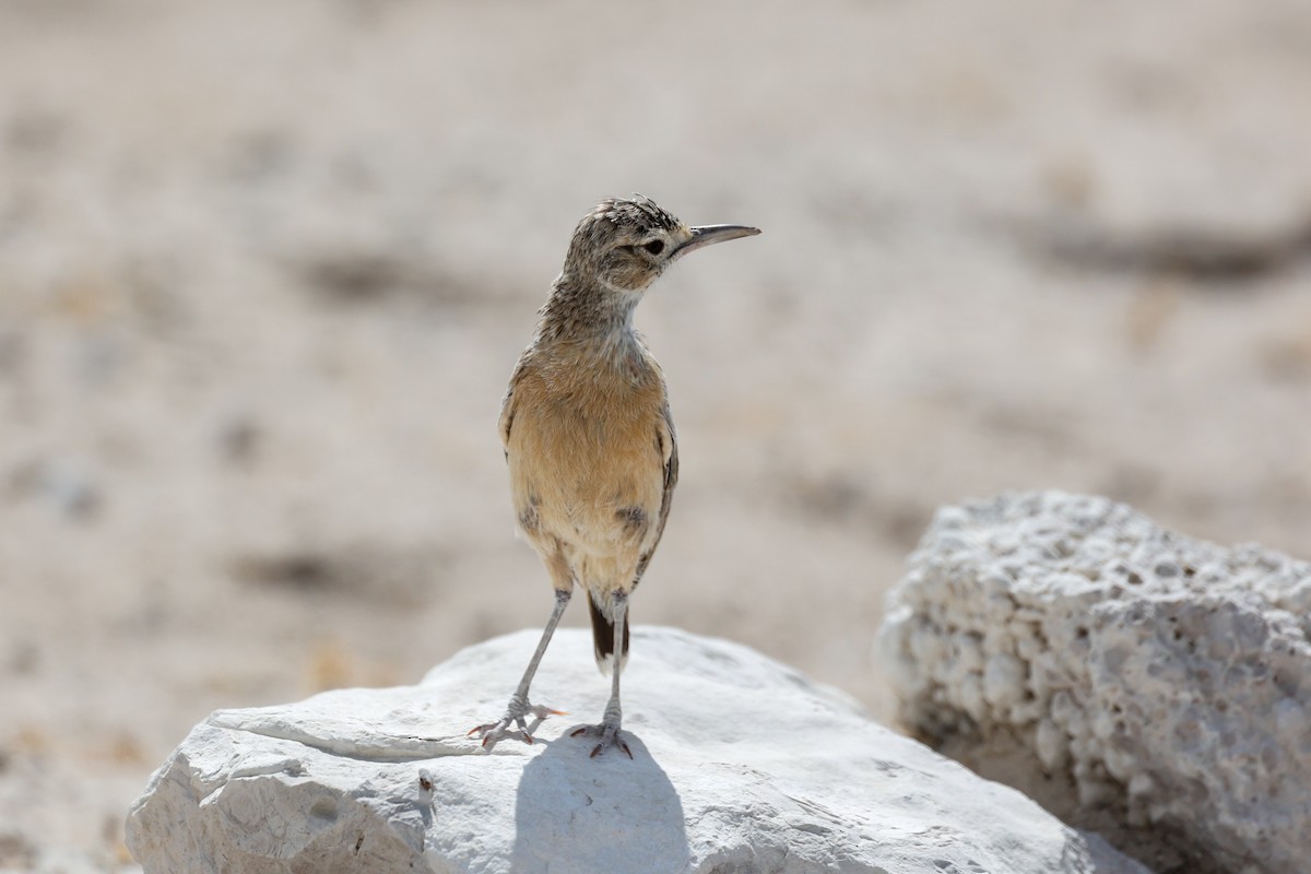 Spike-heeled Lark - ML638118627