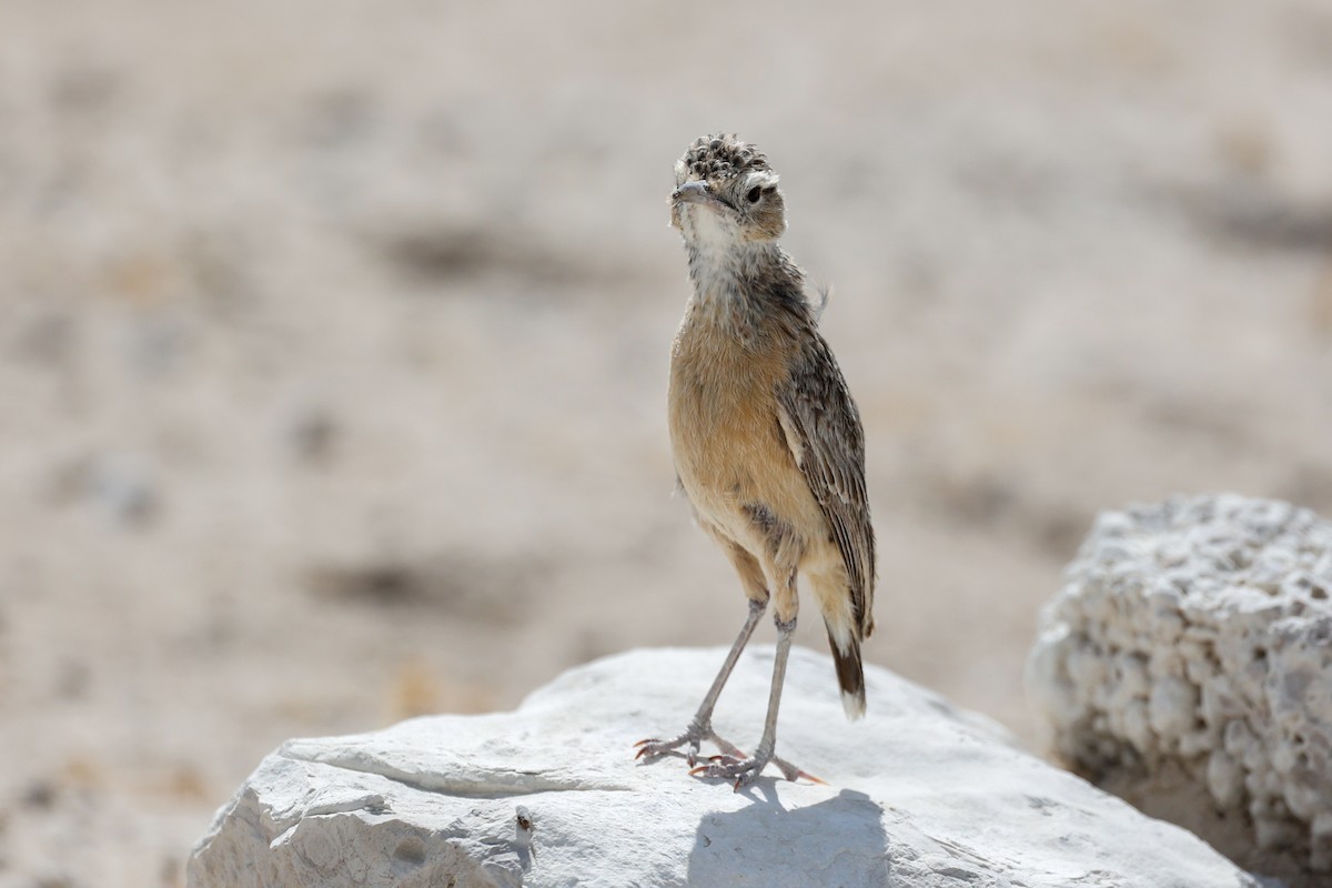 Spike-heeled Lark - ML638118639