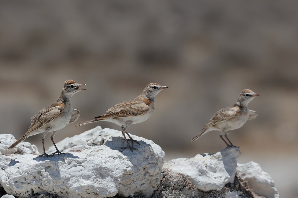 Red-capped Lark - ML638118650