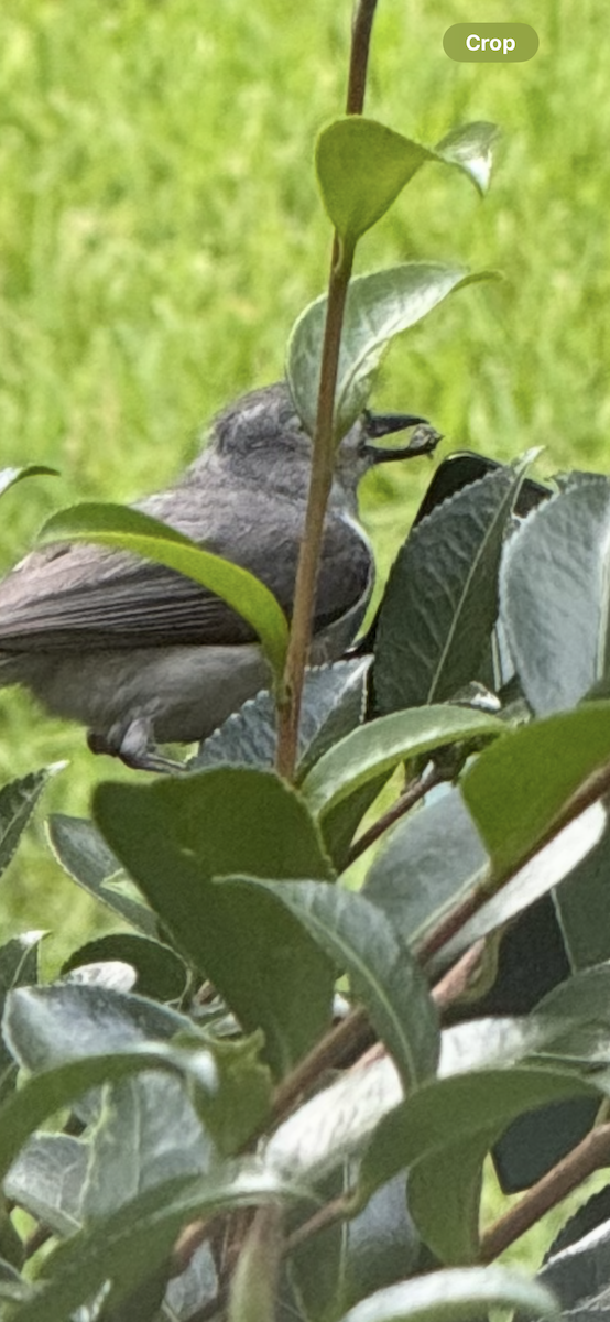 Tufted Titmouse - ML638118700