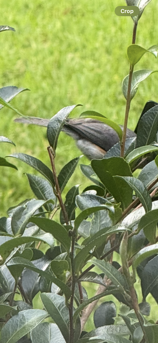 Tufted Titmouse - ML638118701