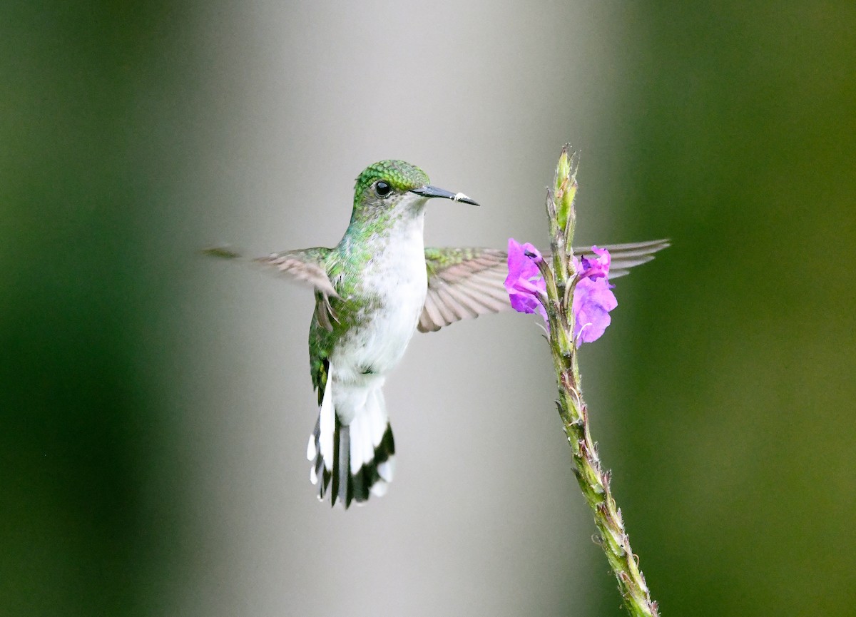 White-tailed Emerald - ML638118708