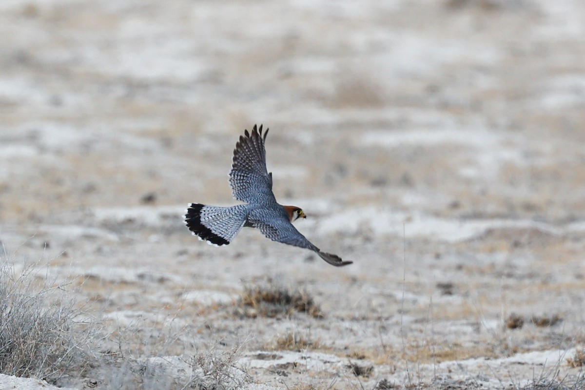 Red-necked Falcon - ML638118712