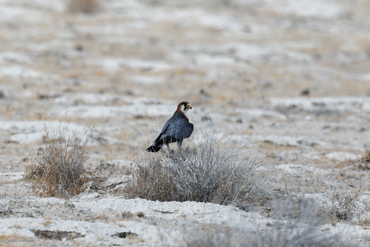 Red-necked Falcon - ML638118713