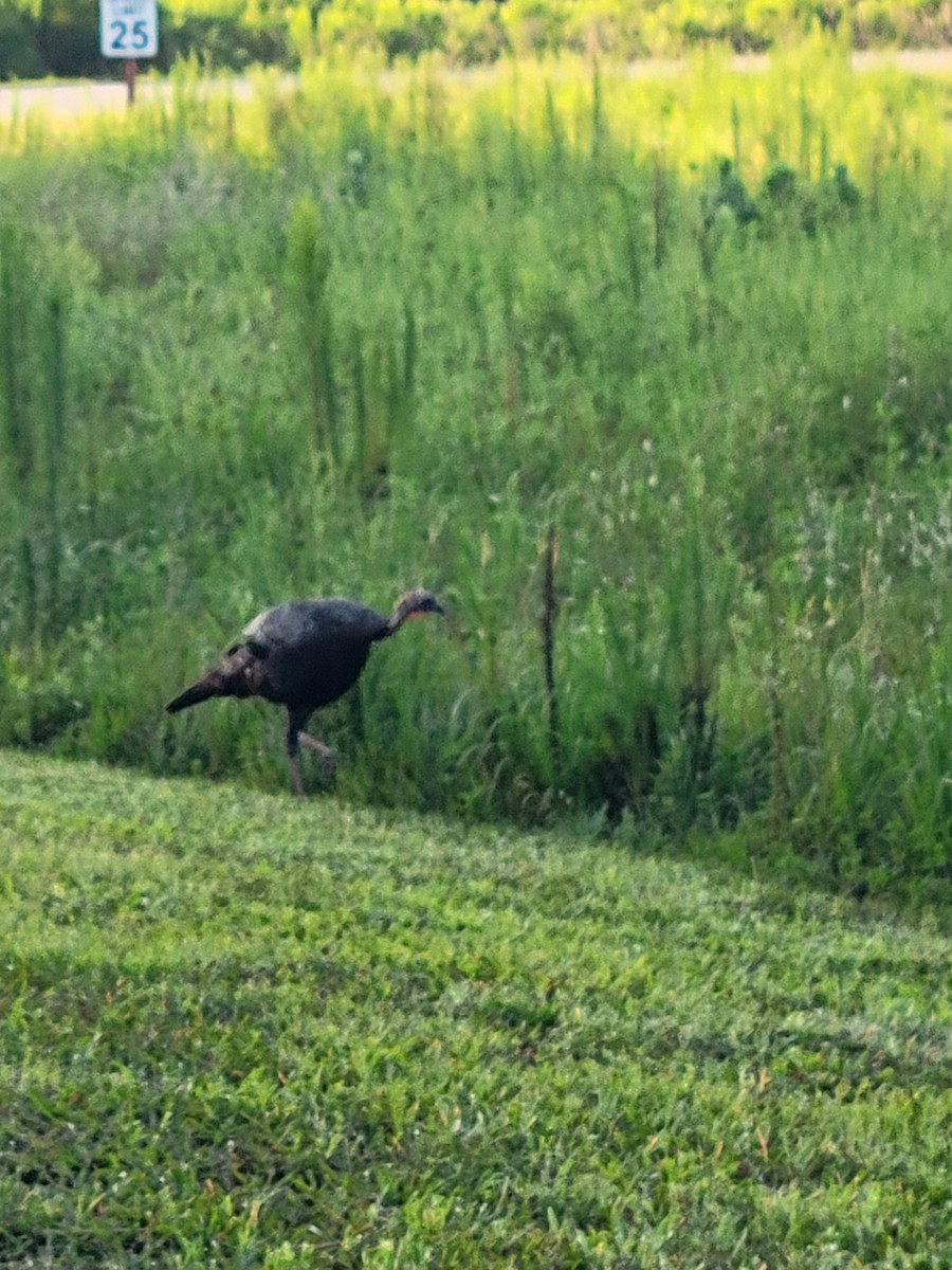 Wild Turkey - ML638118714