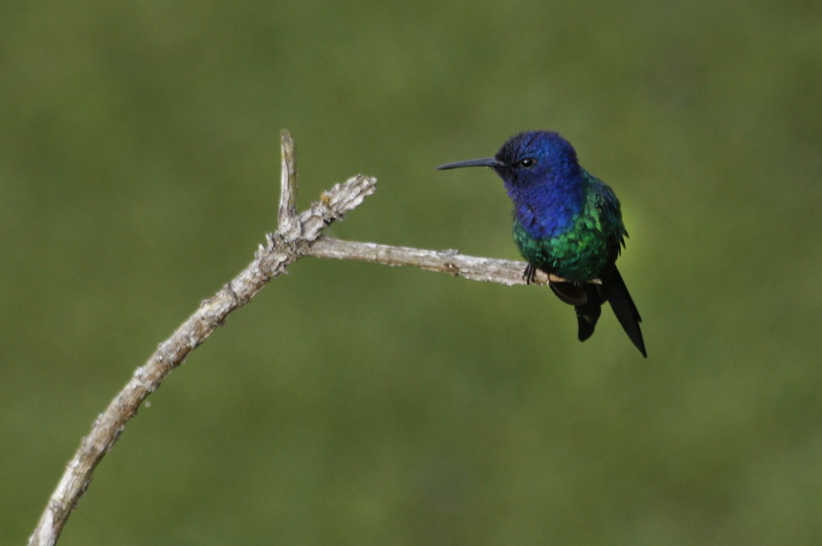 Swallow-tailed Hummingbird - ML638118735
