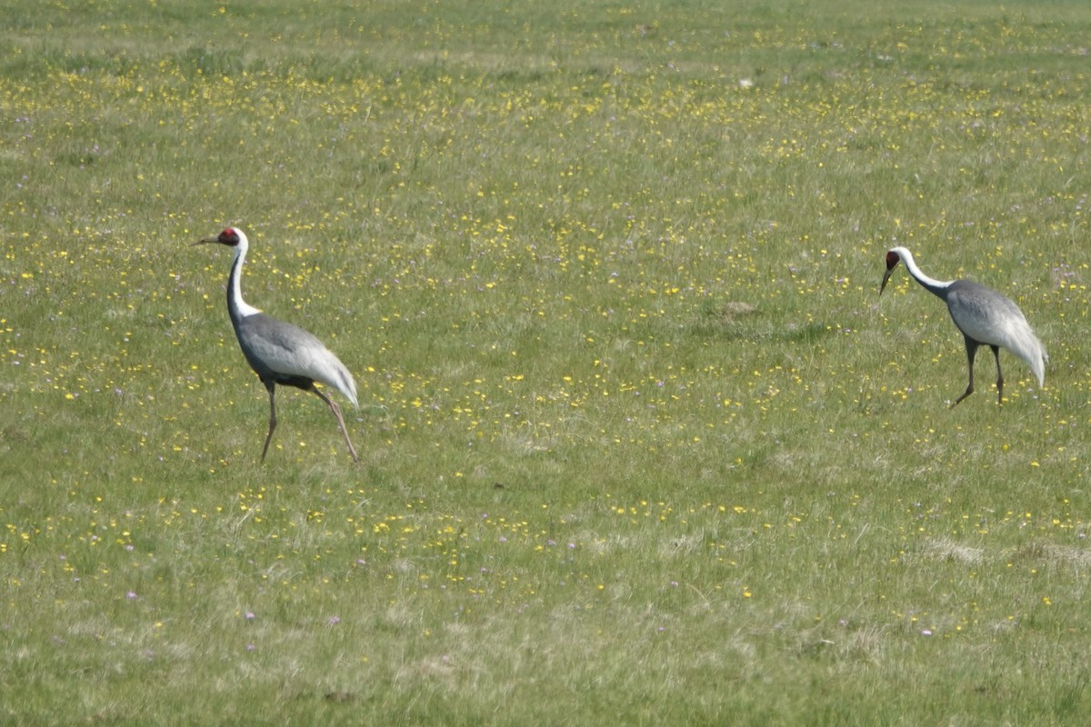 White-naped Crane - ML638118736