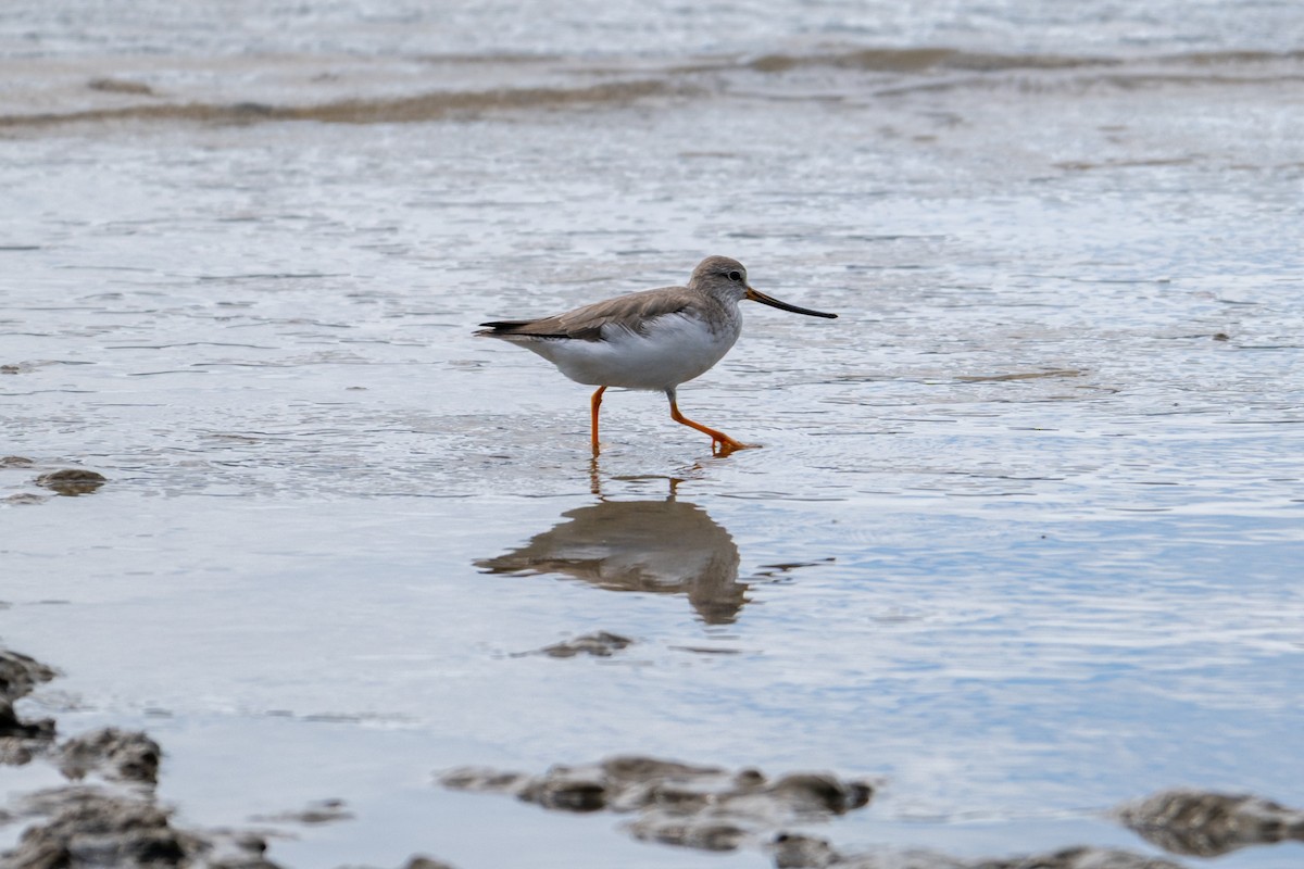 Terek Sandpiper - ML638118738