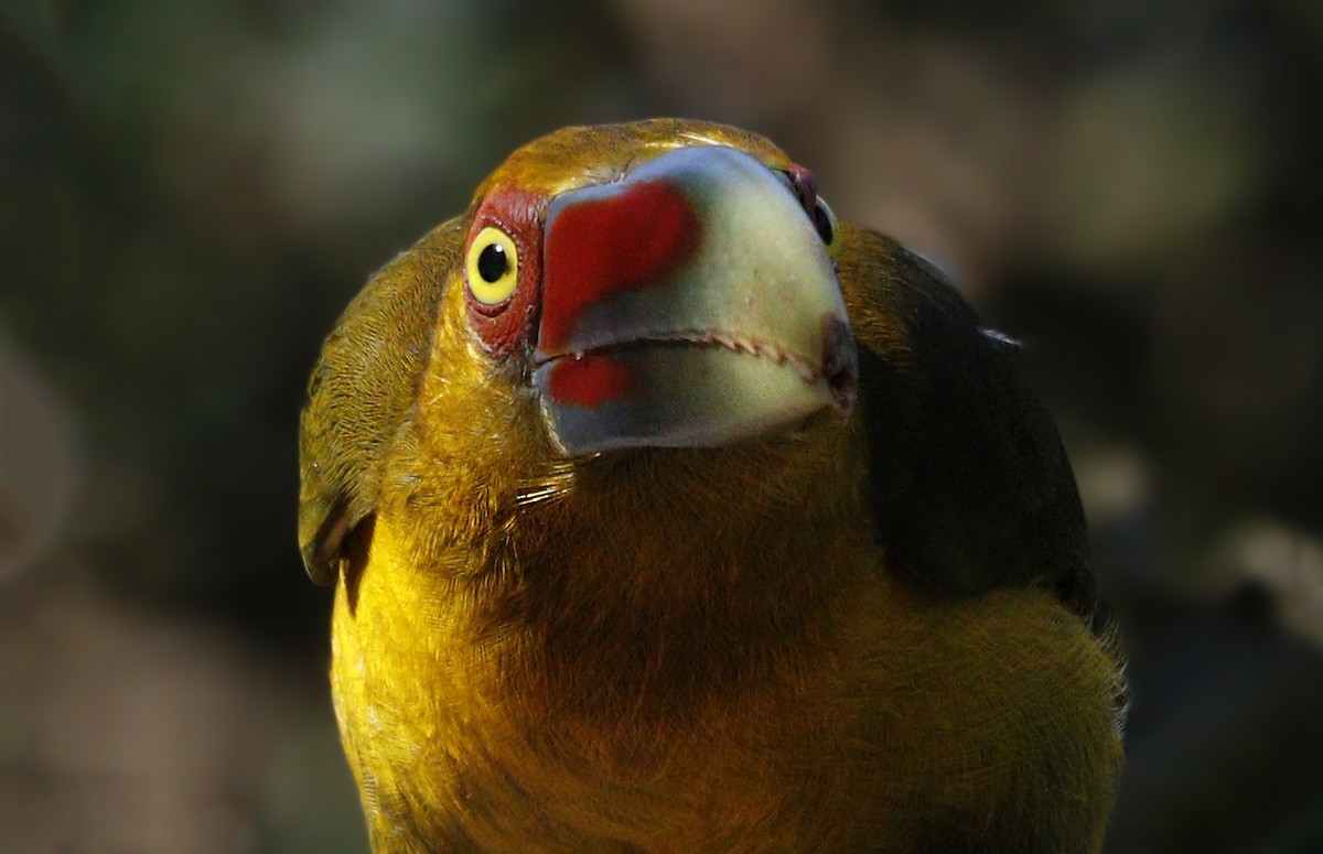 Saffron Toucanet - ML638118743