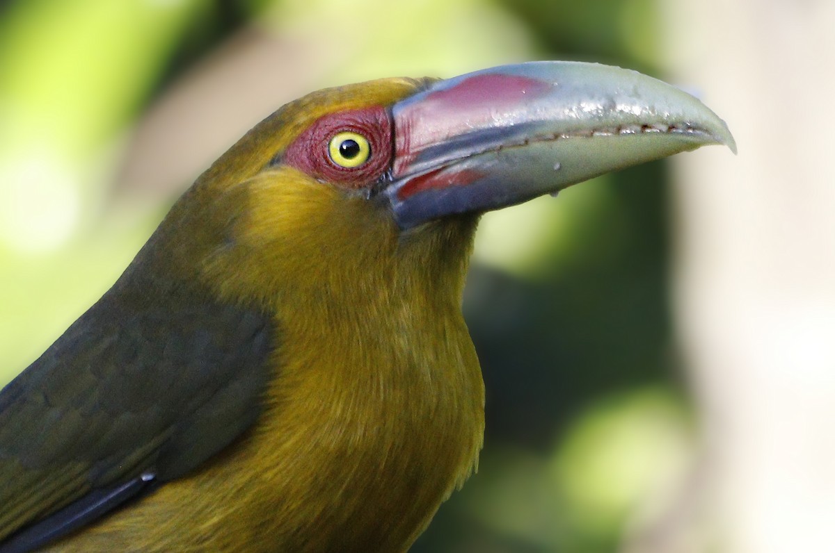 Saffron Toucanet - ML638118744