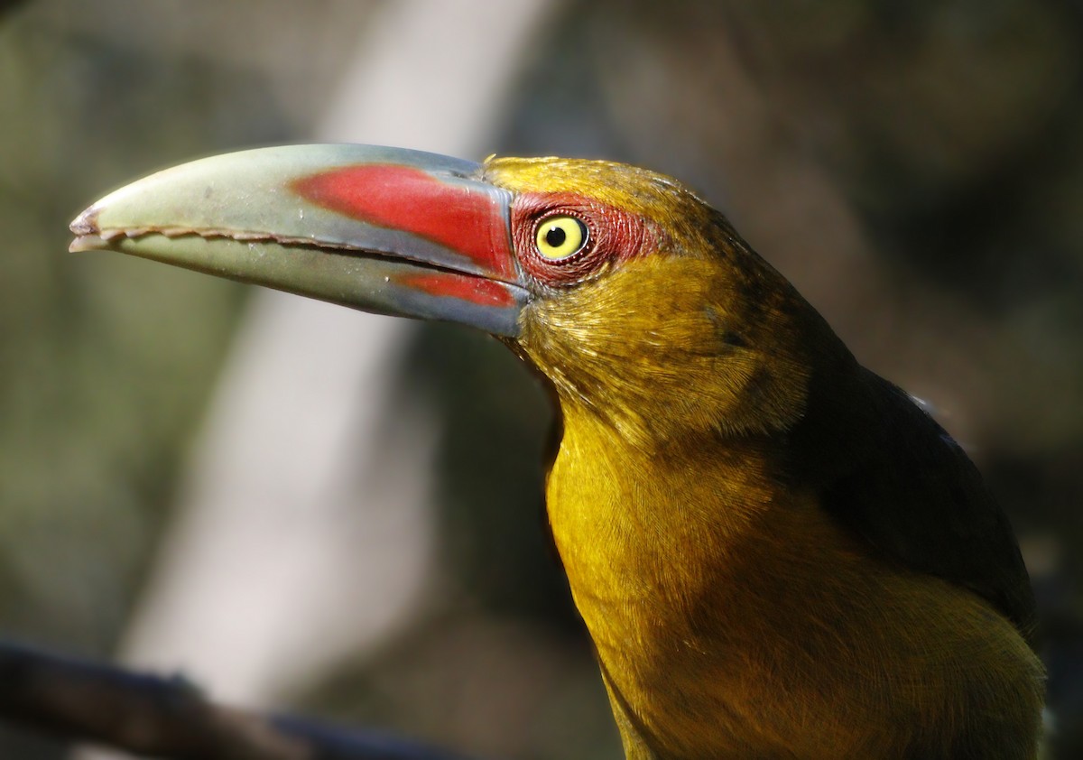 Saffron Toucanet - ML638118745