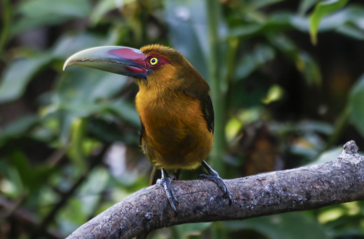 Saffron Toucanet - ML638118746