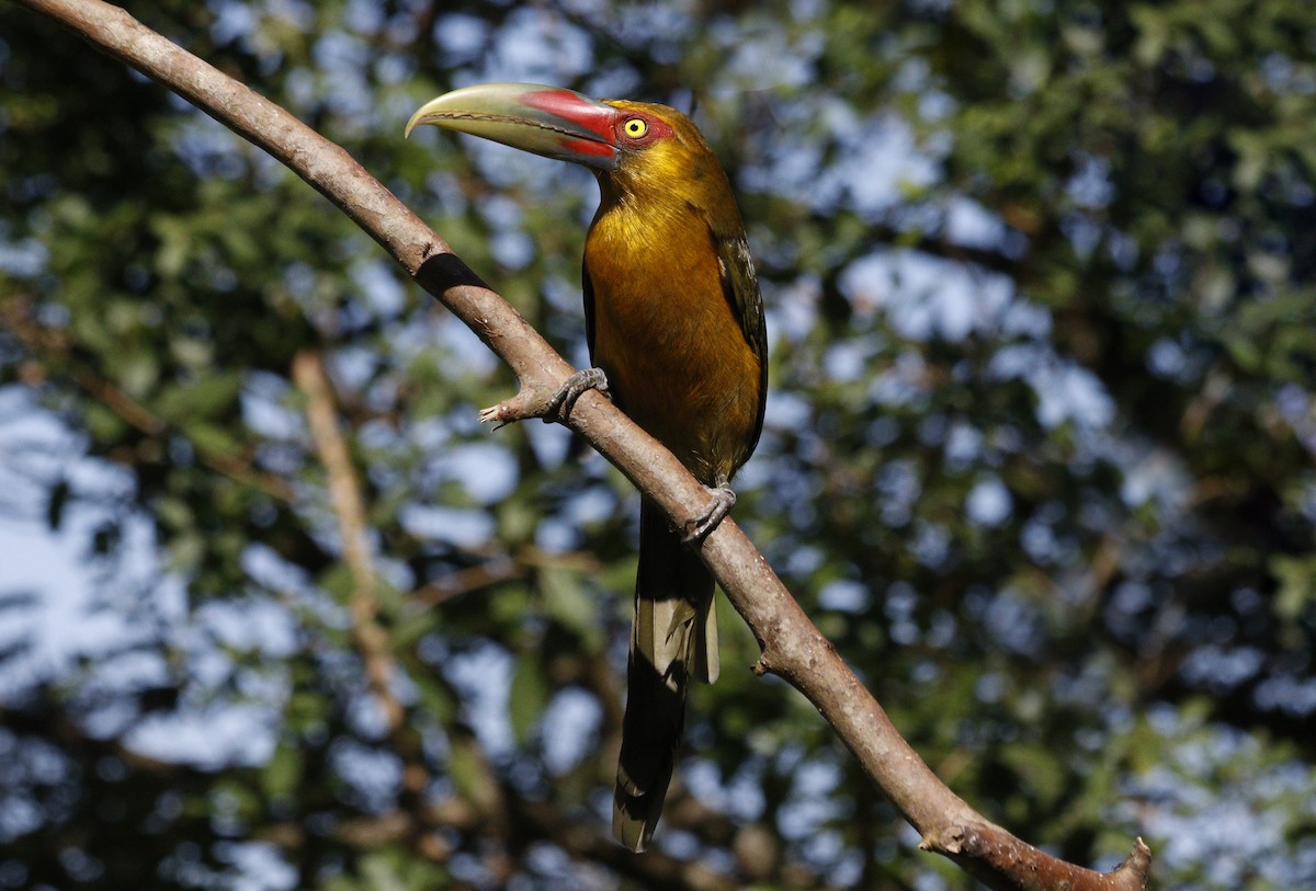 Saffron Toucanet - ML638118747