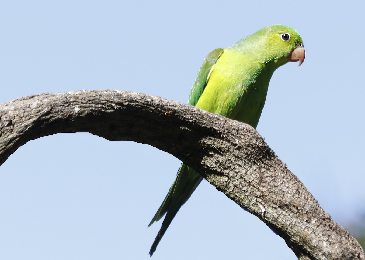 Plain Parakeet - ML638118751