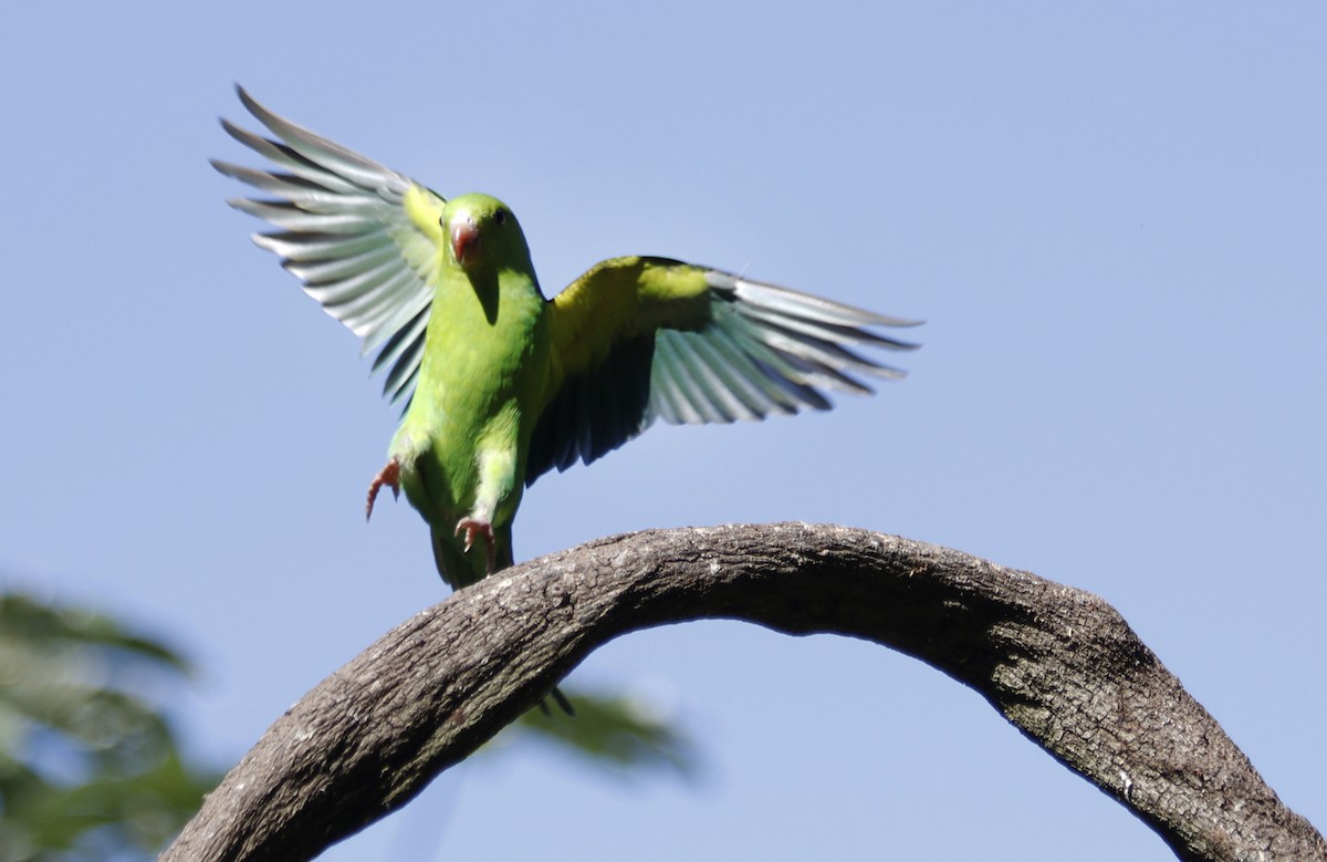 Plain Parakeet - ML638118753