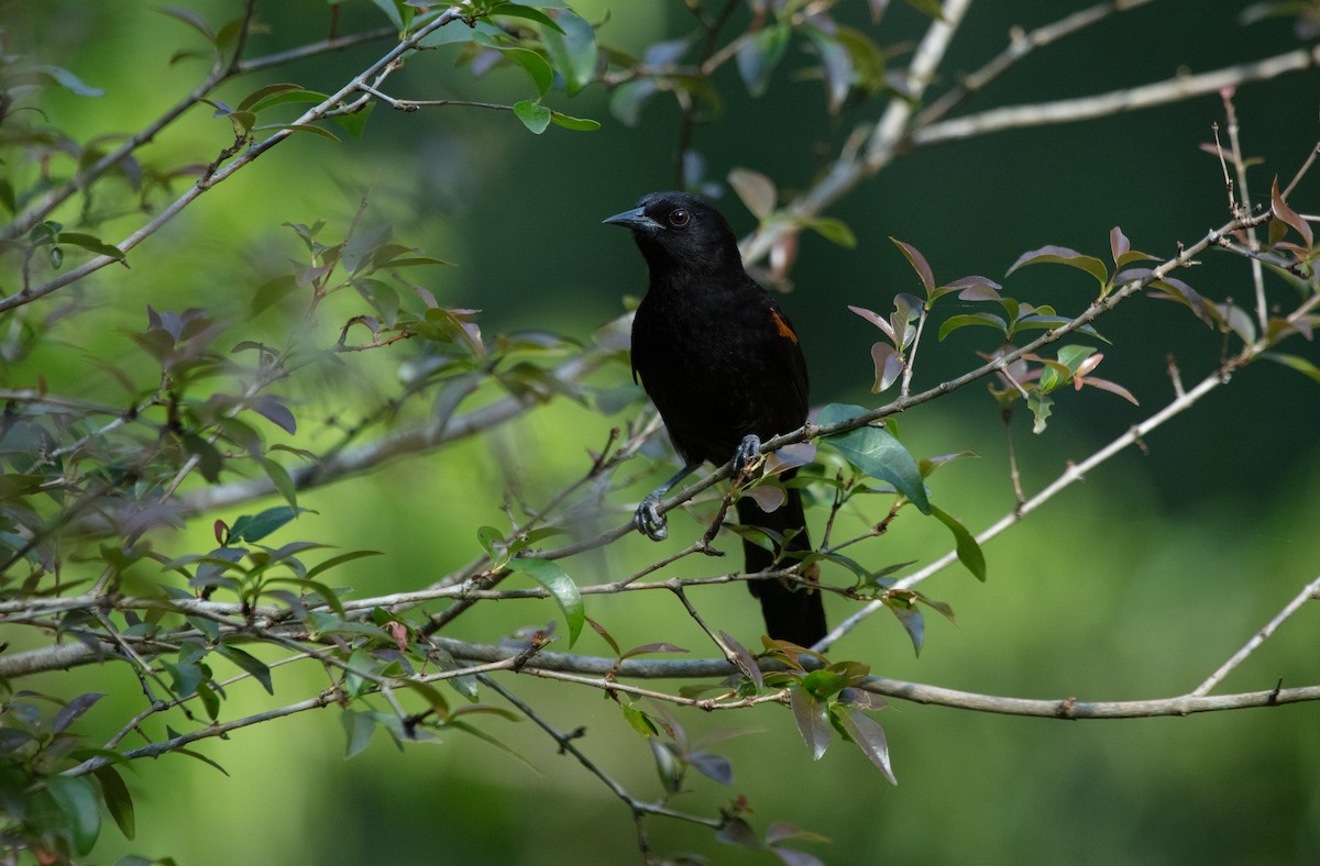 Variable Oriole - ML638118786