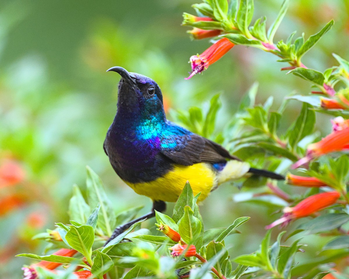 Variable Sunbird - ML638118793