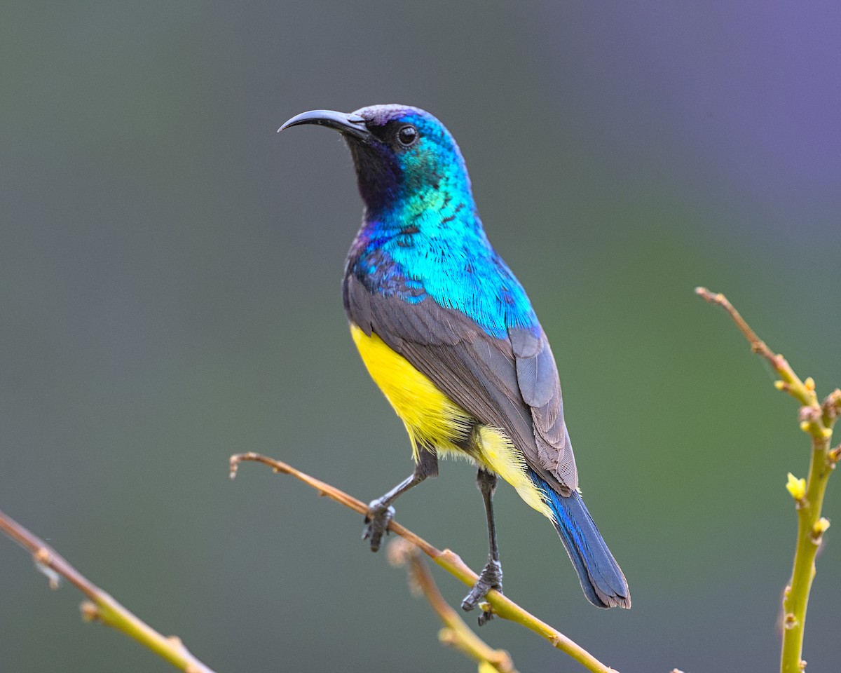 Variable Sunbird - ML638118794