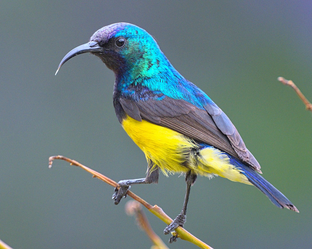 Variable Sunbird - ML638118795