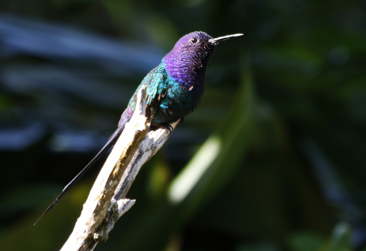 Swallow-tailed Hummingbird - ML638118809