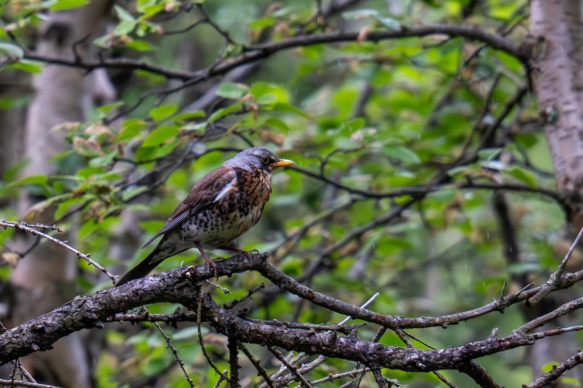 Fieldfare - ML638118810