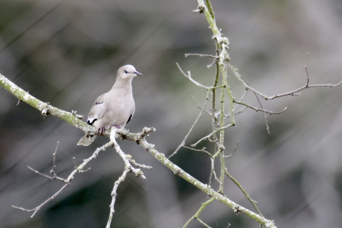 Colombe picui - ML638118823
