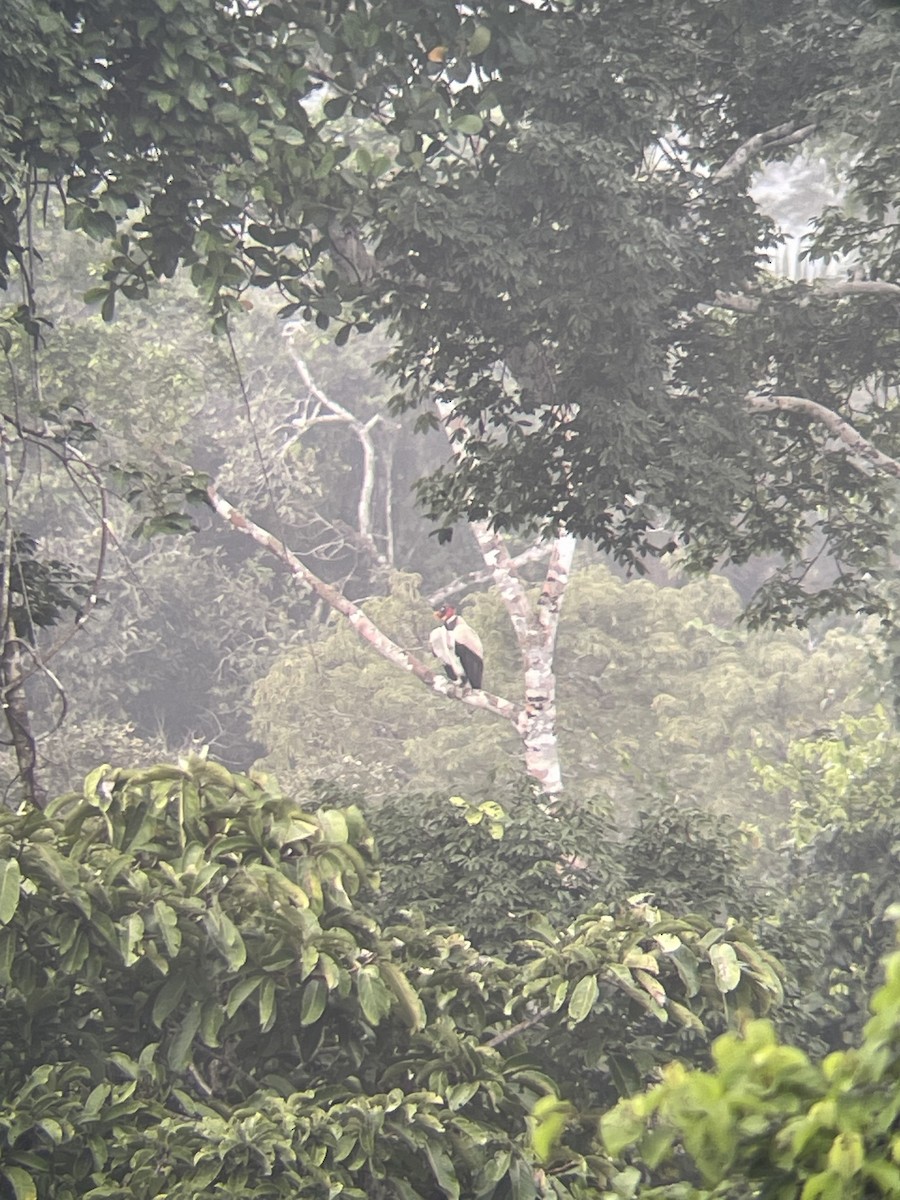 King Vulture - ML638118858