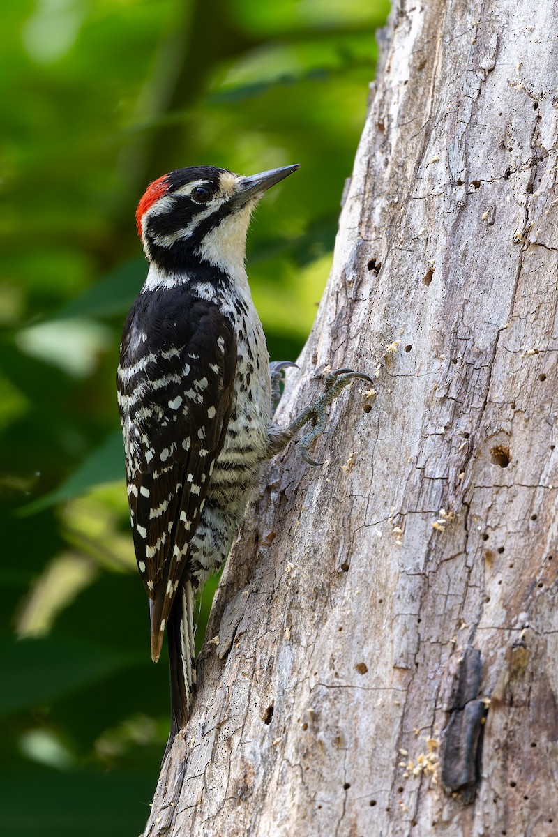 Nuttall's Woodpecker - ML638118868