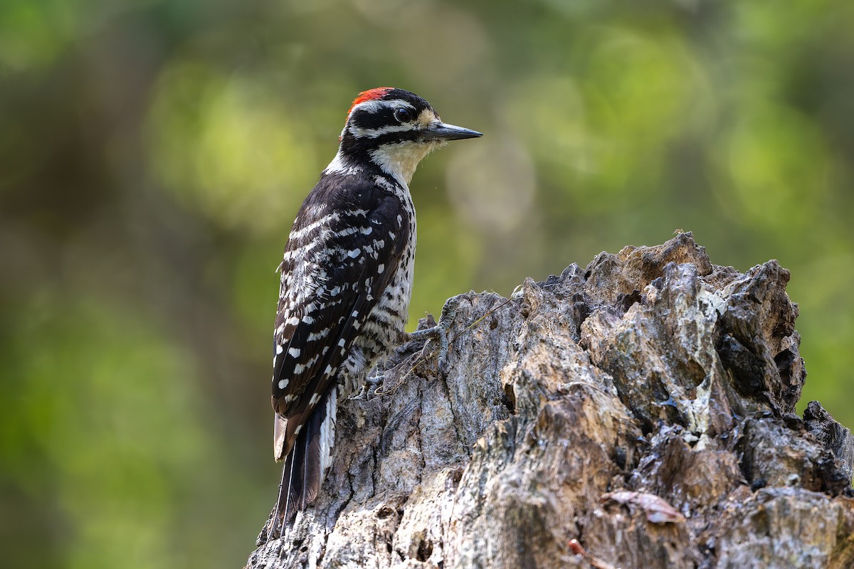 Nuttall's Woodpecker - ML638118869