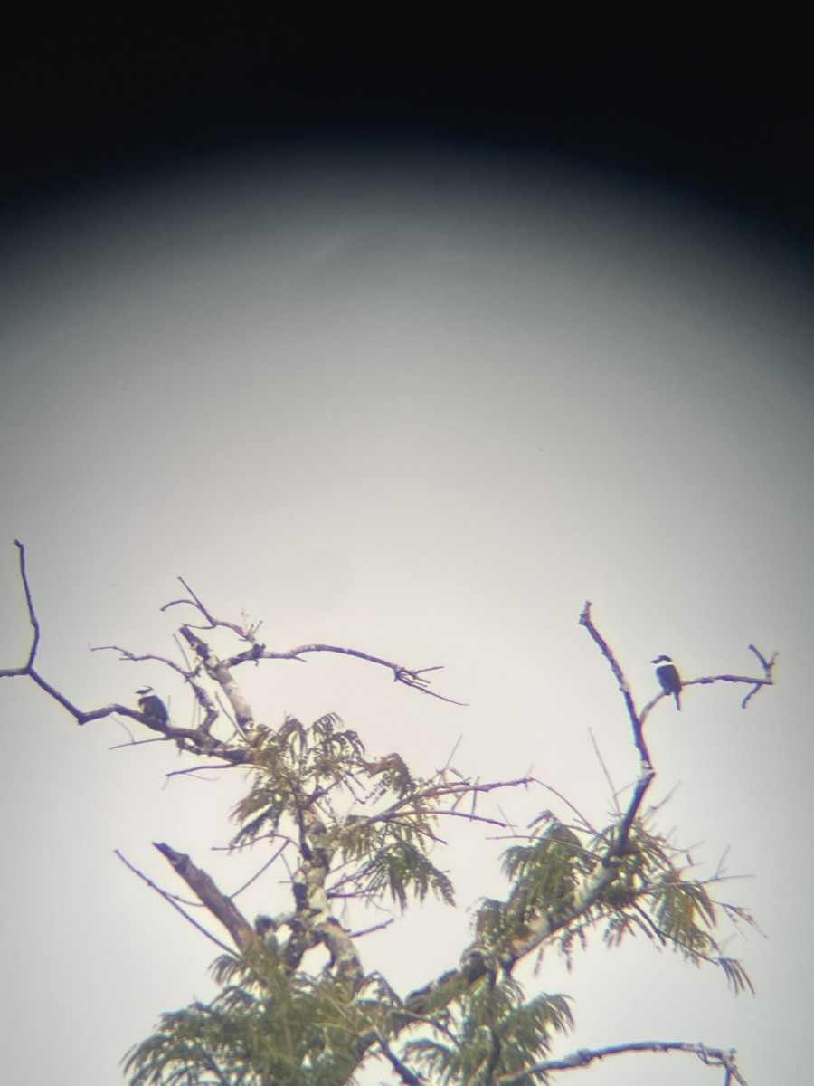 White-necked Puffbird - ML638118870