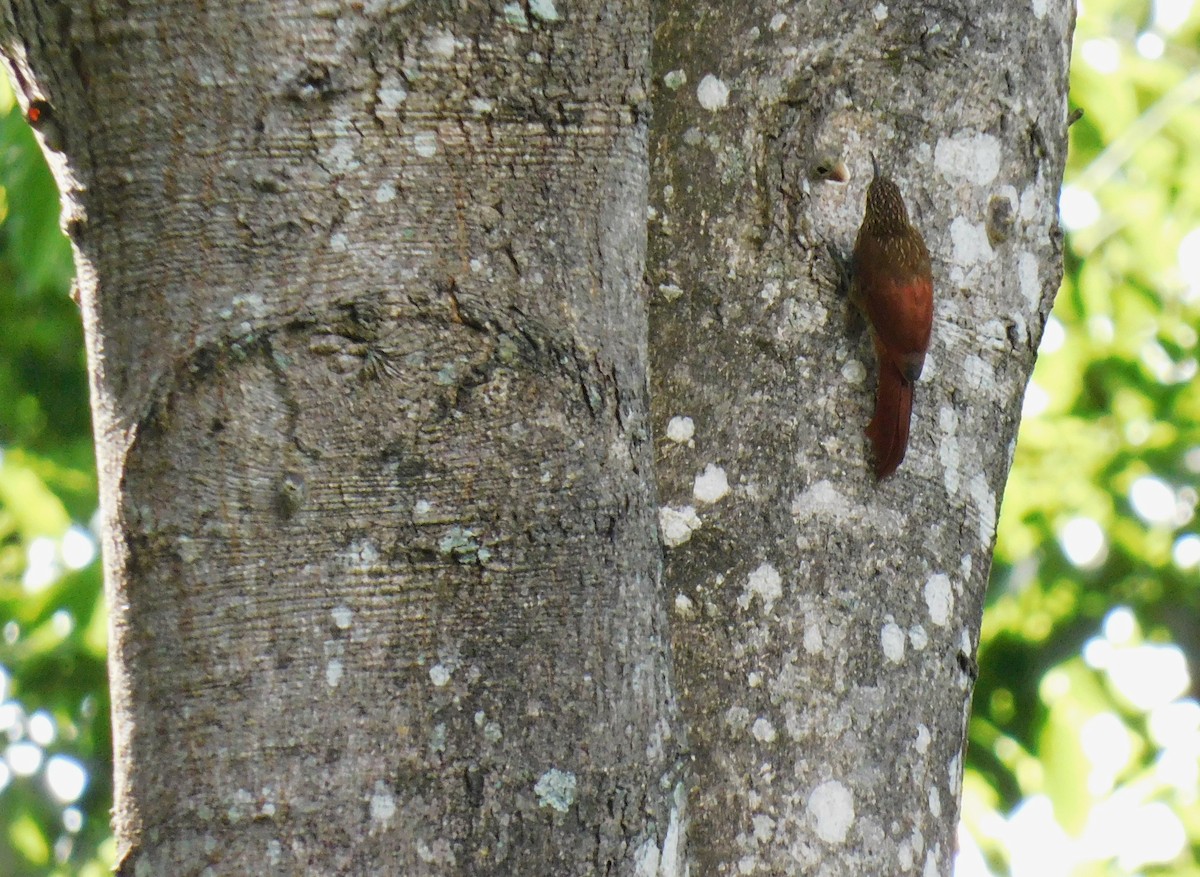 Streak-headed Woodcreeper - ML638118872