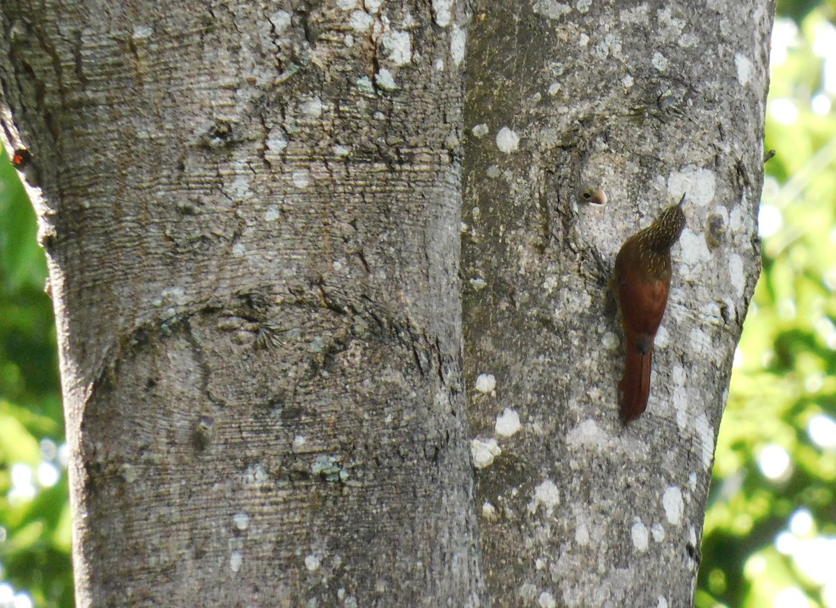 Streak-headed Woodcreeper - ML638118873