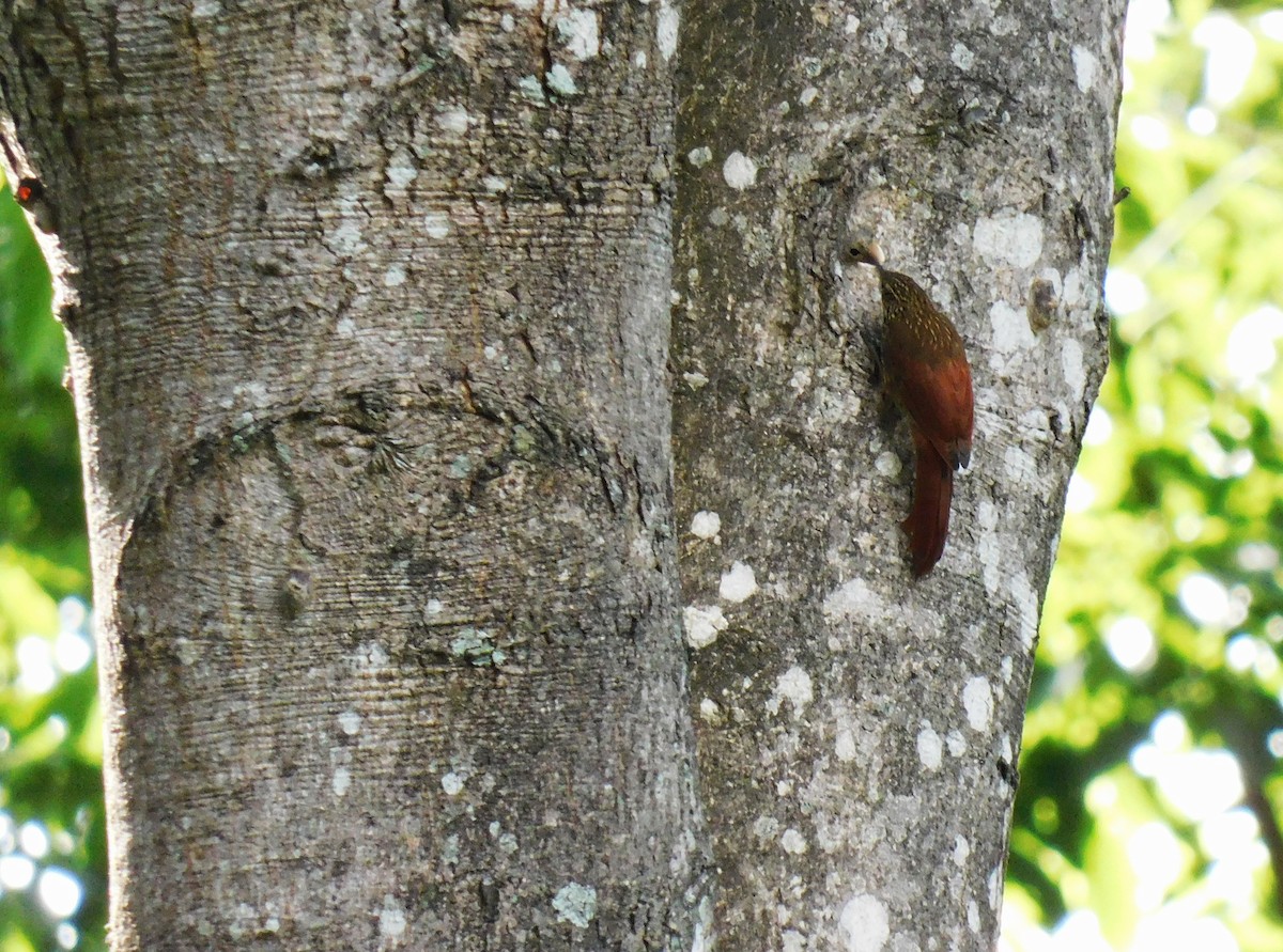 Streak-headed Woodcreeper - ML638118878