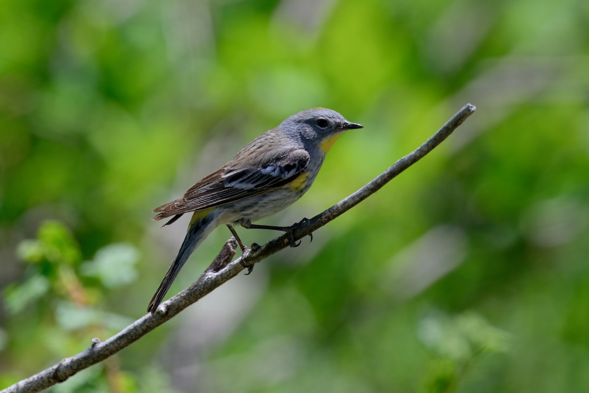 Yellow-rumped Warbler - ML638118901