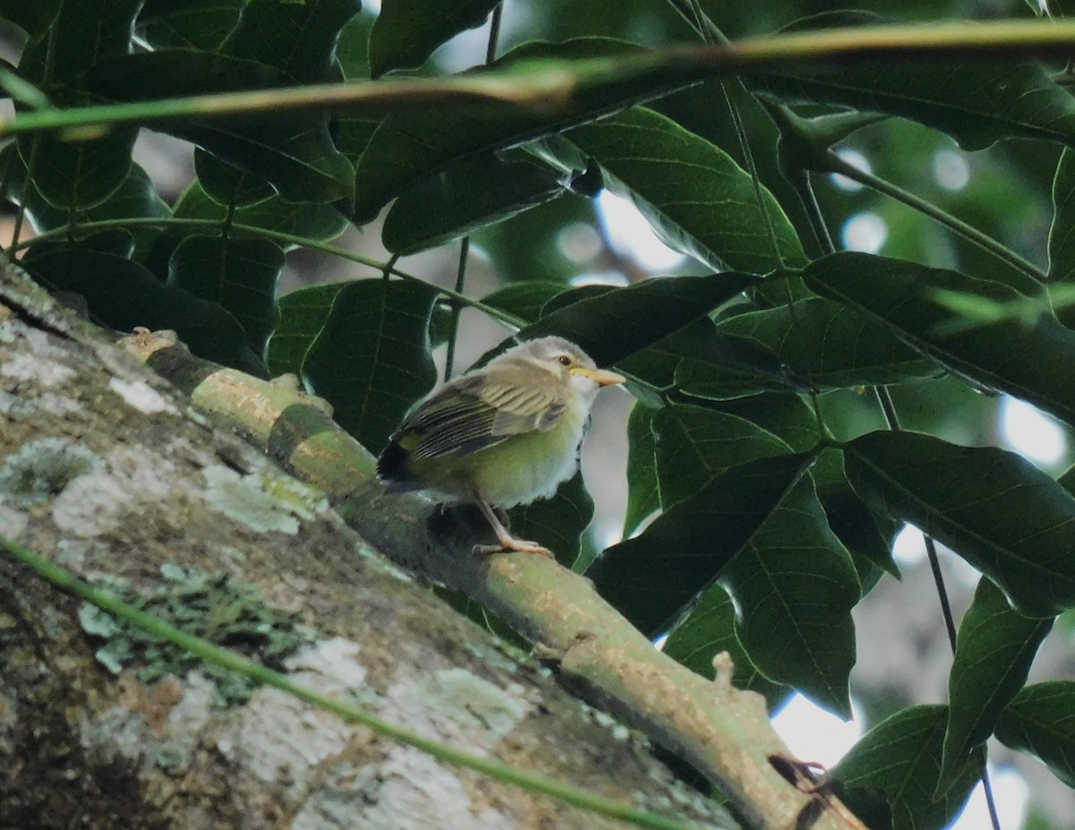 Sarı Böğürlü Vireo - ML638118909
