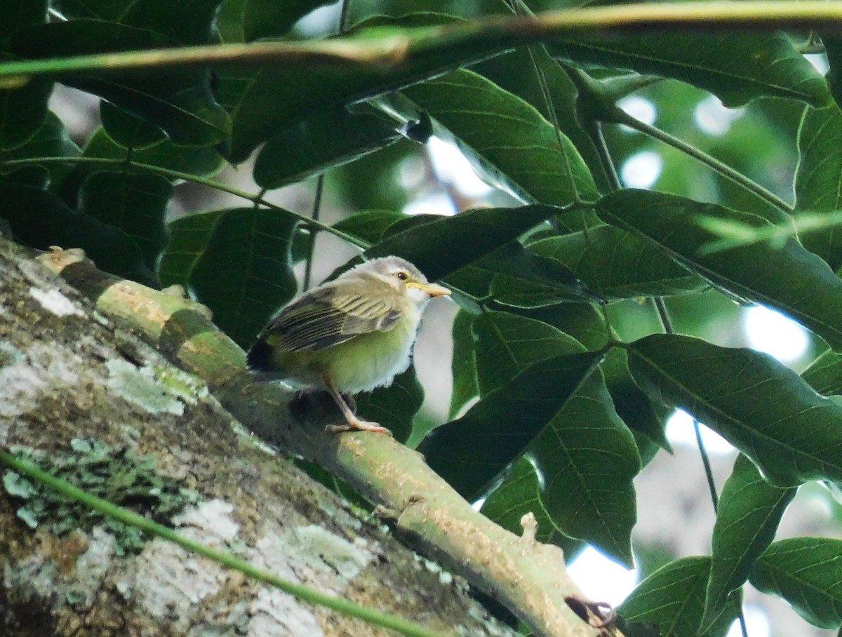 Sarı Böğürlü Vireo - ML638118910