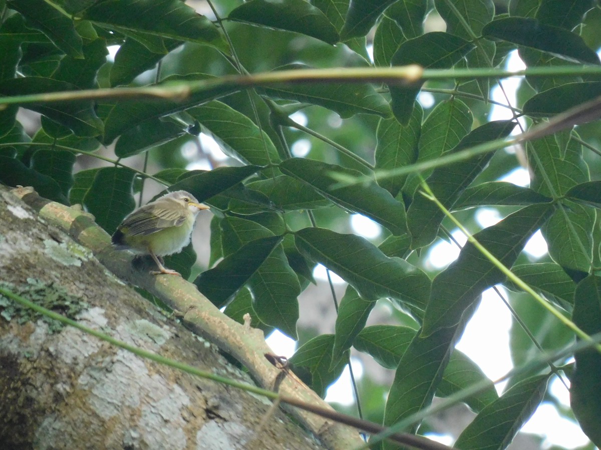 Sarı Böğürlü Vireo - ML638118911