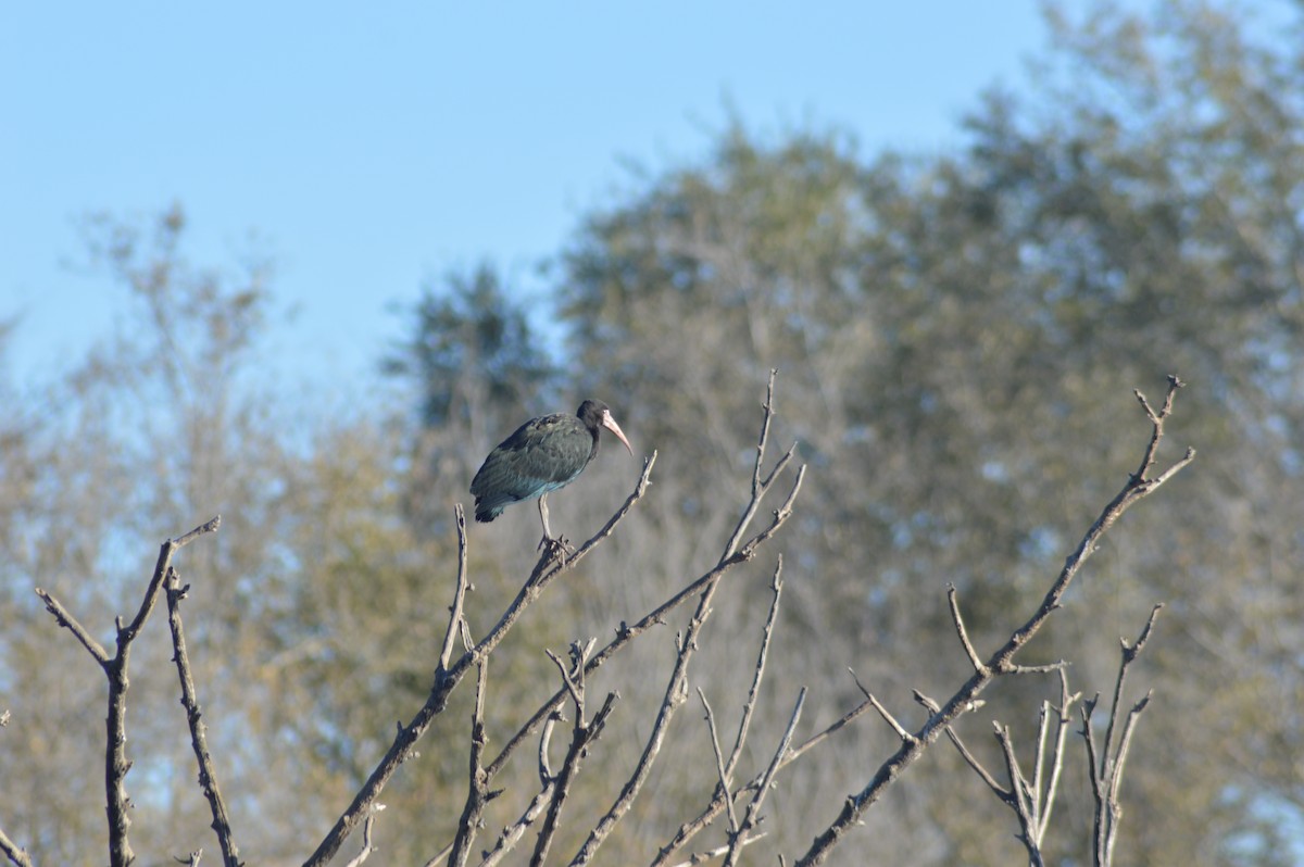 Bare-faced Ibis - ML638118919
