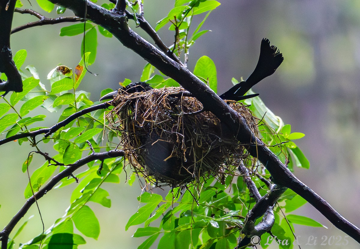 Hair-crested Drongo (Hair-crested) - ML638118920