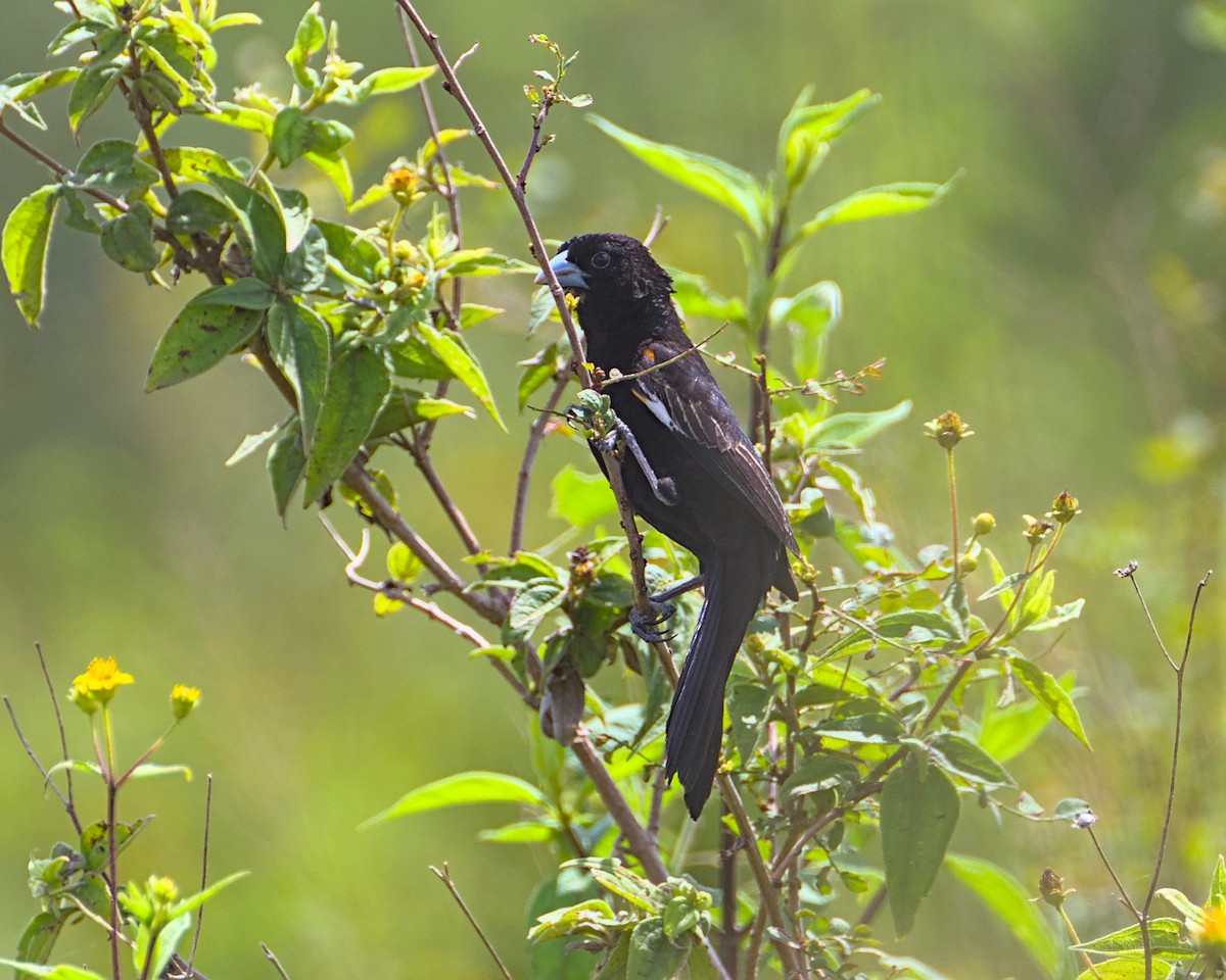 White-winged Widowbird - ML638118962