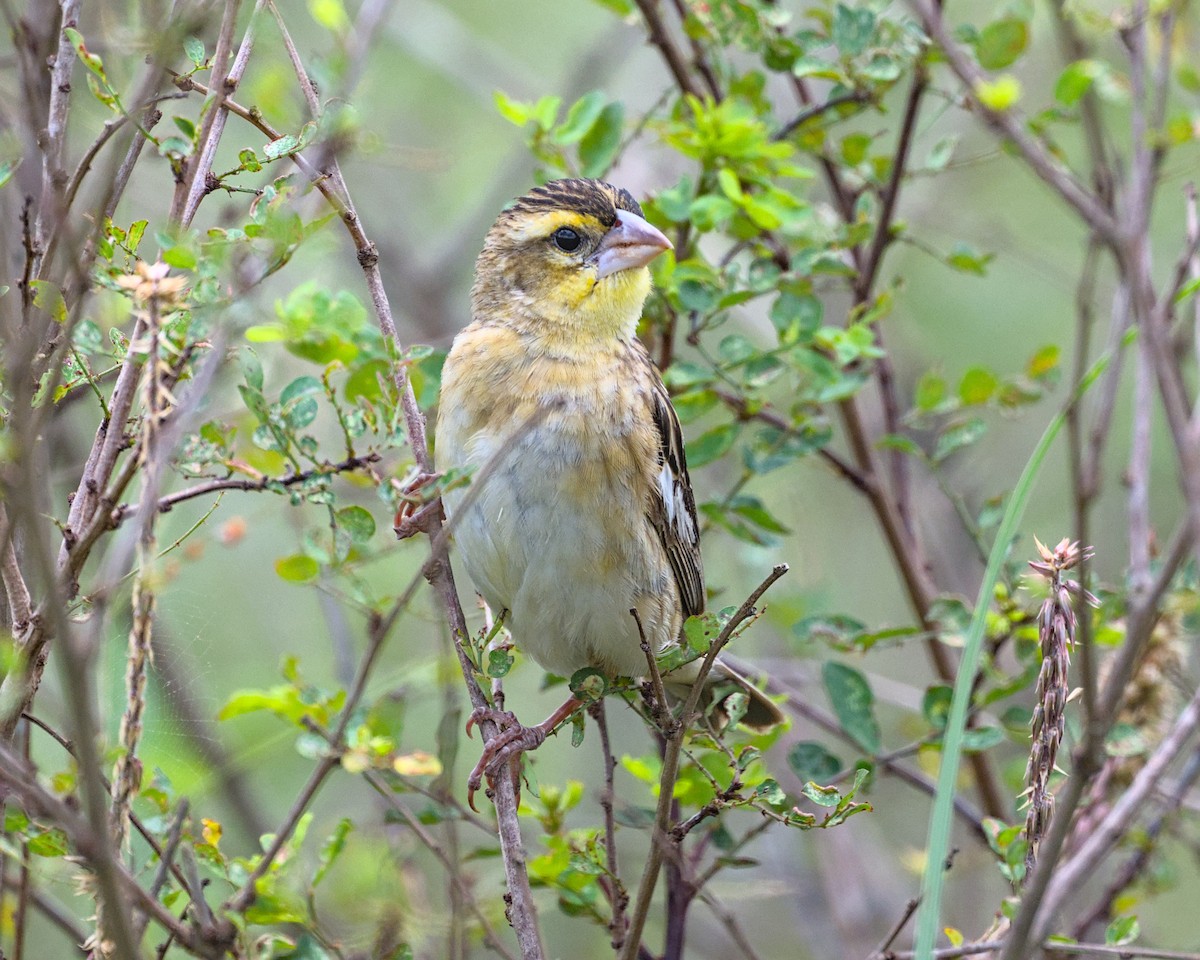 White-winged Widowbird - ML638118963