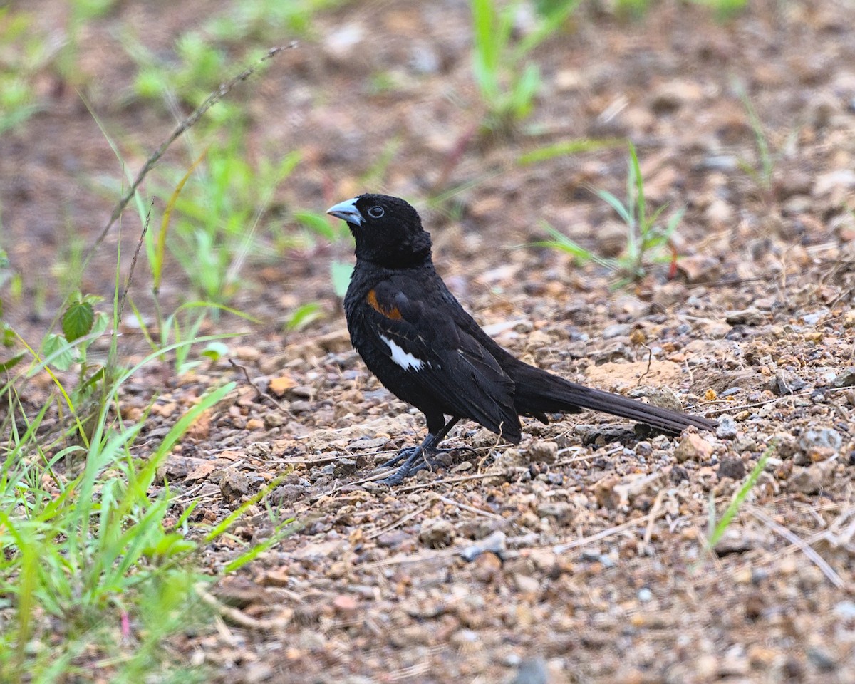 White-winged Widowbird - ML638118964