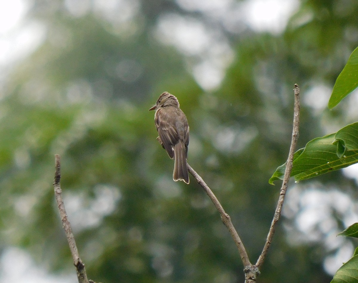 Northern Tropical Pewee - ML638118965