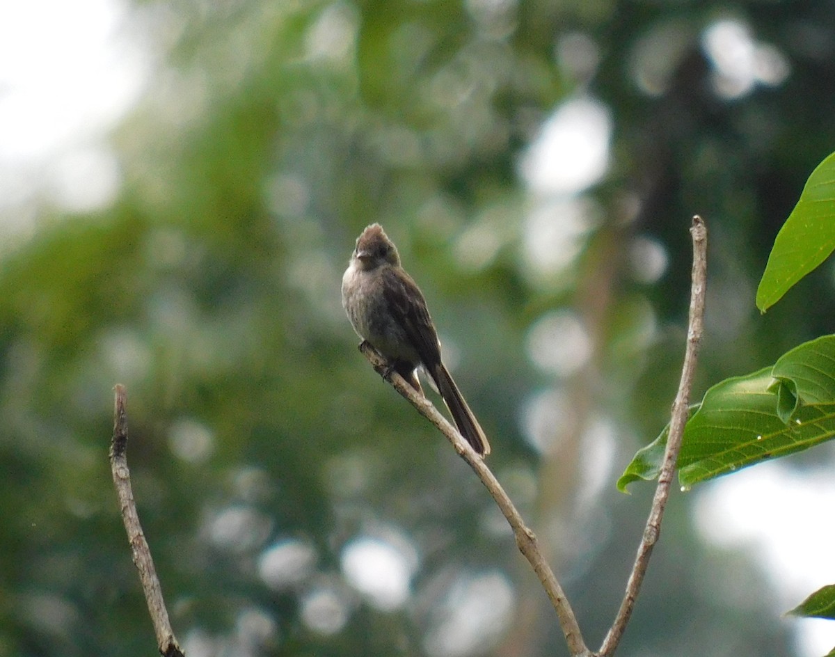 Northern Tropical Pewee - ML638118966