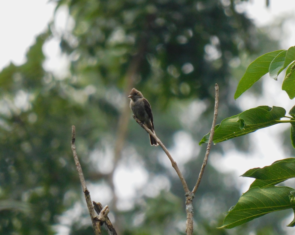 Northern Tropical Pewee - ML638118967