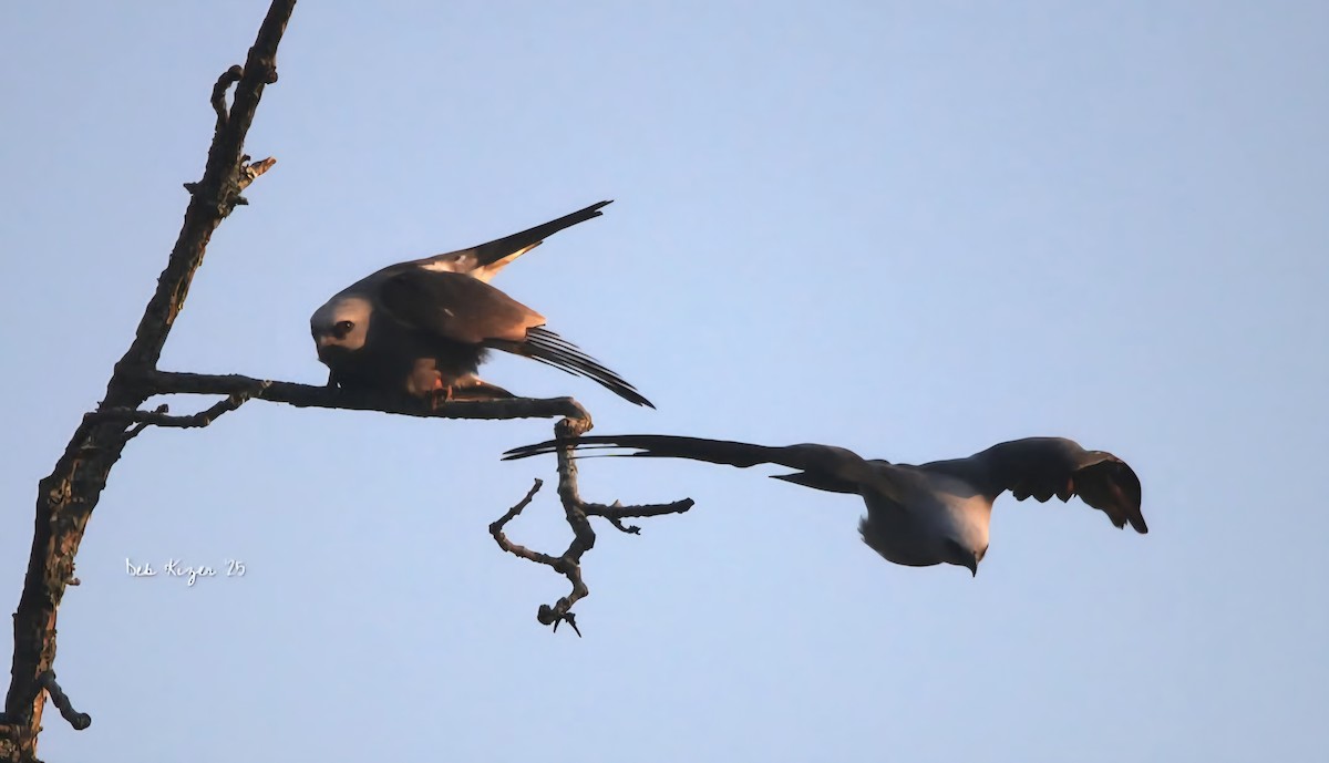 Mississippi Kite - ML638118970