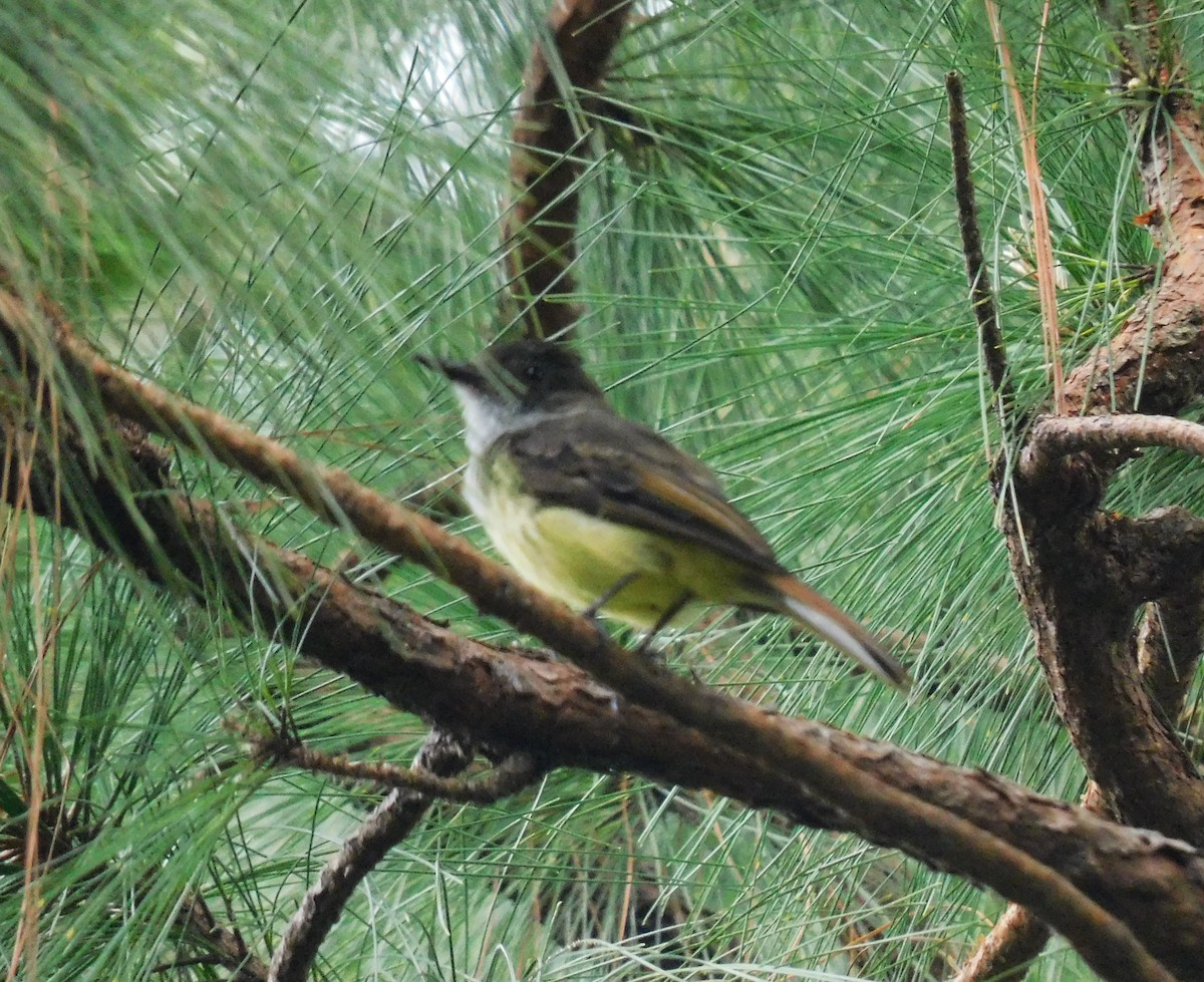 Dusky-capped Flycatcher - ML638119027