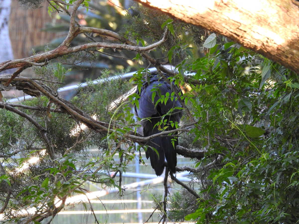 Australian Brushturkey - ML638119071
