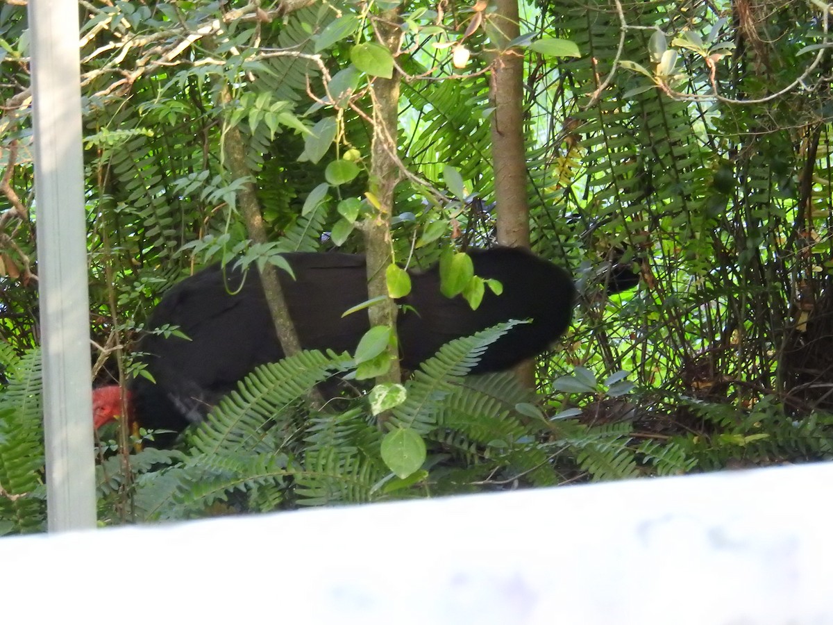 Australian Brushturkey - ML638119072